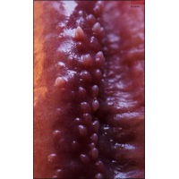 Macro-strasti_32-33bfZTttK120IqEWePvK3TXNh0RdeAlx.jpg