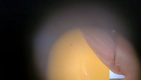 hz_Pv36413-06lfcr5a.mp4